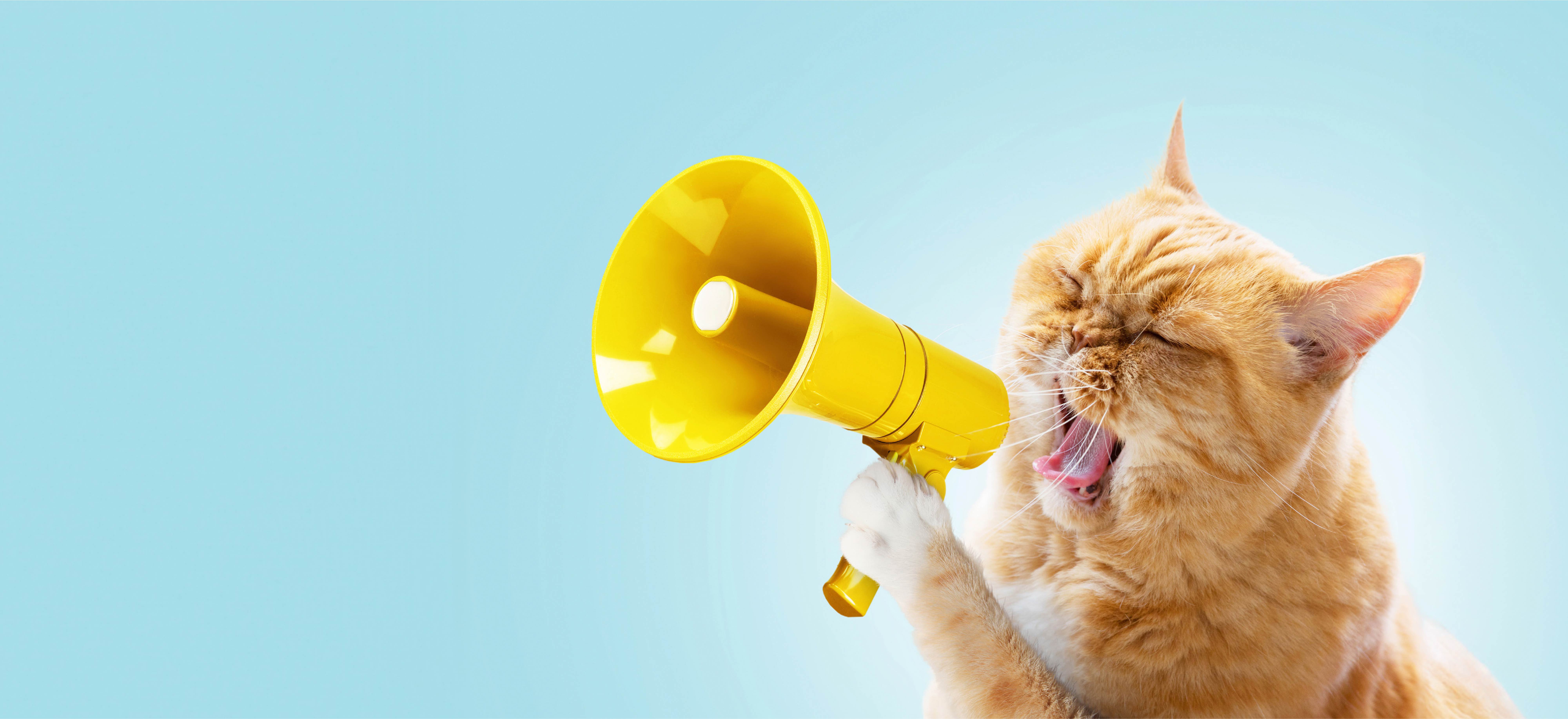 cat holding megaphone